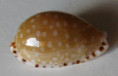 /products/cypraea-cumingii-astaryi-schilder-19712/