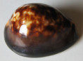 /products/cypraea-mauritiana-linnaeus-1758/