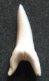 /products/isurus-oxyrinchus-mako/