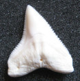 /products/carcharhinus-leucas-bull-shark-zralok-belavy1/