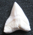 /products/zralok-belavy-carcharhinus-leucas-bull-shark1/