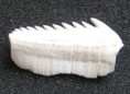 /products/hexanius-griseus-zralok-sedy/