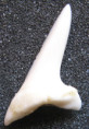 /products/zralok-mako-isurus-oxyrinchus/