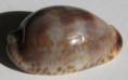 /products/cypraea-nebrites-melvill-18882/