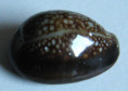 /products/cypraea-caputophidii-1-f-a-schilder-1927/