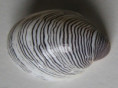 /products/septaria-cumingiana-c-a-recluz-1843/