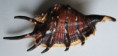 /products/lambis-lambis-linnaeus-17583/