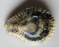 /products/scutellastra-cochlear-born-17781/