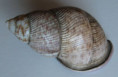 /products/porphyrobaphe-iostoma-sowerby-i-g-b-1824/
