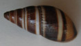 /products/scholvienia-jelskii-2-lubomirski-1879/