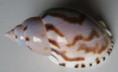 /products/casmaria-turgida-reeve-1848/