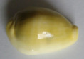 /products/cypraea-moneta-linnaeus-17584/