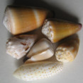 /products/conus-2/