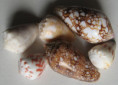 /products/conus-3/