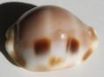 /products/cypraea-tessellata-swainson-1822/