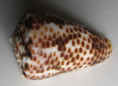 /products/conus-pulicarius-vautieri-kiener-18451/