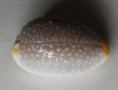 /products/cypraea-staphylacea-consobrina-garrett-1879/