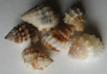 /products/nassarius-horridus-dunker-18472/