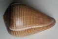 /products/conus-figulinus-linnaeus-1758/