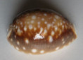 /products/cypraea-vitellus-polynesiae-f-a-schilder-m-schilder-1939/