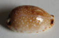 /products/cypraea-gangranosa-dillwyn-18173/