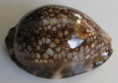 /products/cypraea-maculifera-martybealsi-lorenz-20022/