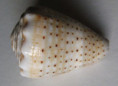 /products/conus-abbreviatus-reeve-1843/