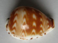 /products/cypraea-diluculum-virginalis-schilder-schilder-19381/