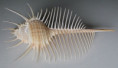 /products/murex-pecten-lightfoot-j-17861/