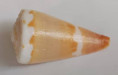 /products/conus-litoglyphus-lacinulatus-kiener-18451/