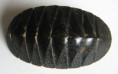 /products/chiton-marquesanus-pilsbry-1893/