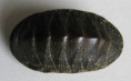 /products/chiton-marmoratus-gmelin-1791/
