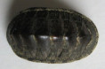 /products/chiton-marmoratus-gmelin-17911/