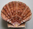 /products/pecten-maximus-linnaeus-17581/