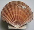 /products/pecten-maximus-linnaeus-1758/