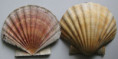 /products/pecten-maximus-linnaeus-1758-2/