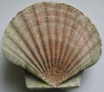 /products/pecten-maximus-linnaeus-17582/