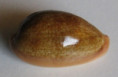 /products/cypraea-ovum-gmelin-17911/