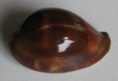 /products/cypraea-adusta-persica-f-dilatata-bergonzoni-m-20131/