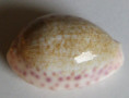 /products/cypraea-chinensis-variolaria-lamarck-1810/