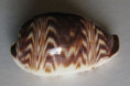 /products/cypraea-diluculum-reeve-1845/