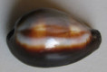 /products/cypraea-onyx-f-usiata-bergonzoni-2014/