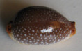 /products/cypraea-limacina-lamarck-18104/