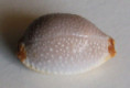 /products/cypraea-staphylaea-linne-1758/