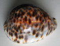 /products/cypraea-tigris-3-linnaeus-1758-freak/