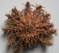 /products/acanthaster-planci-linnaeus-1758/