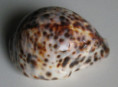 /products/cypraea-tigris-linnaeus-1758-freak1/