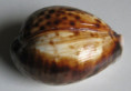 /products/cypraea-tigris-linnaeus-17587/