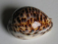 /products/cypraea-tigris-linnaeus-1758-freak/