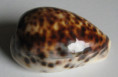 /products/cypraea-tigris-2-linnaeus-1758/
